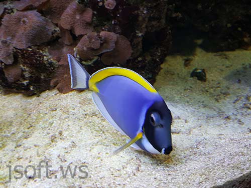Dori